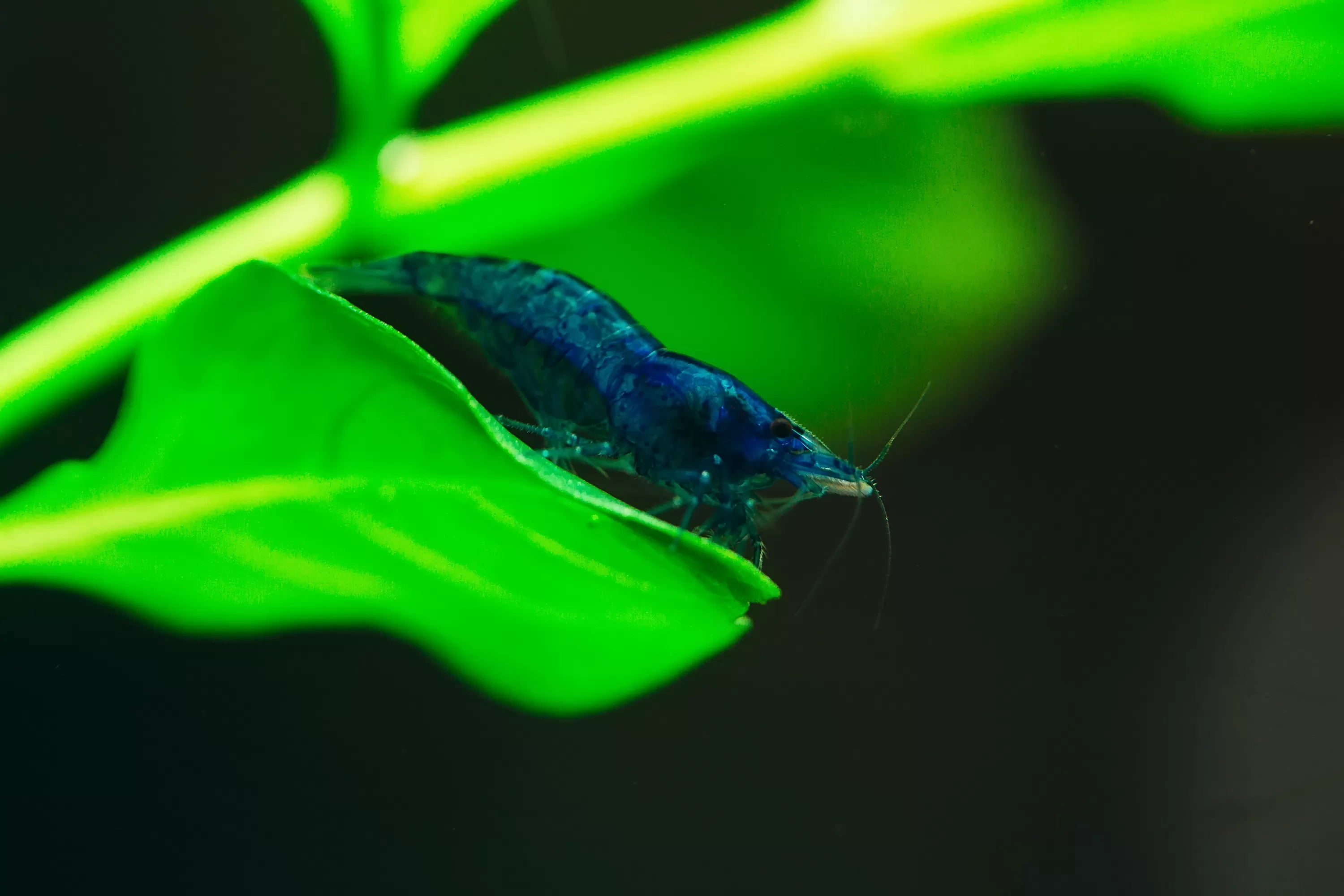 скаридарници