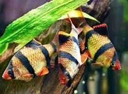 съвместимост на рибите в аквариума