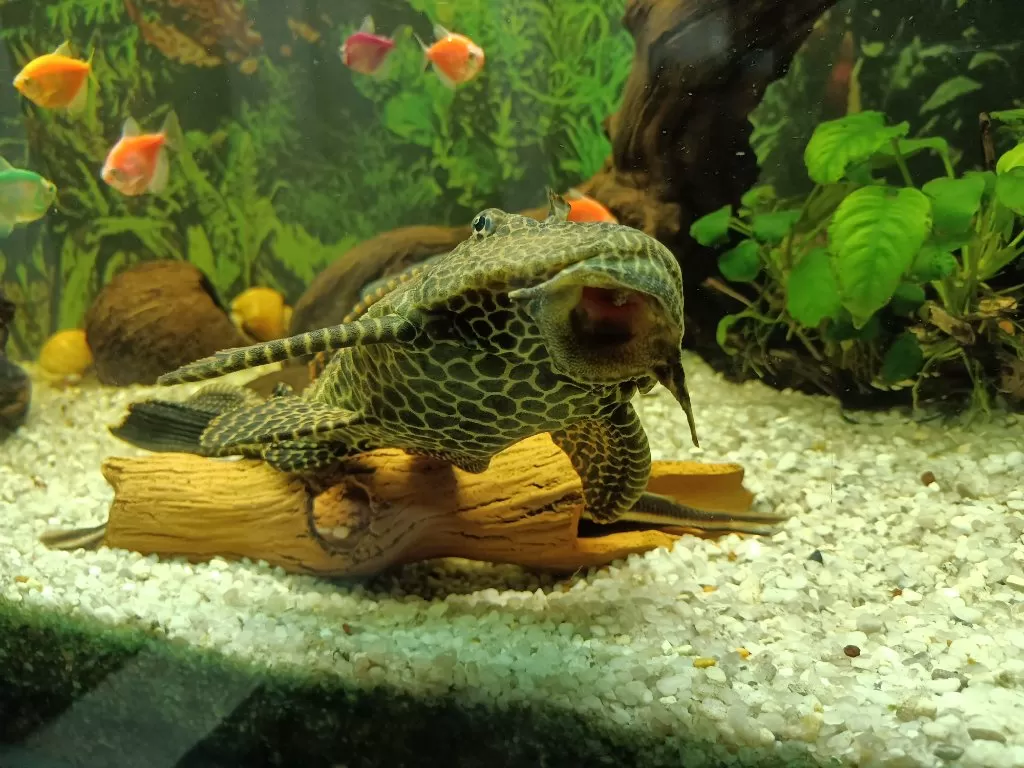 Panda Gara (Garra Flavatra)