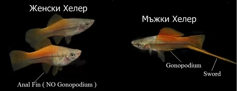 мъжки и женски хелер