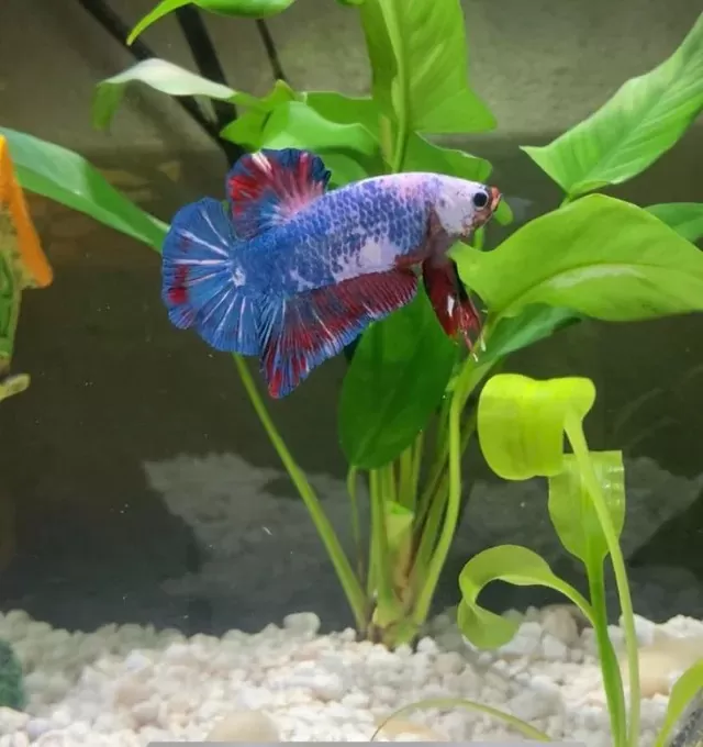 полу-водно местообитание