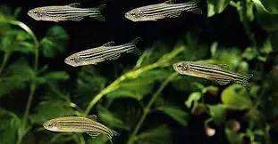 Danio Rerio
