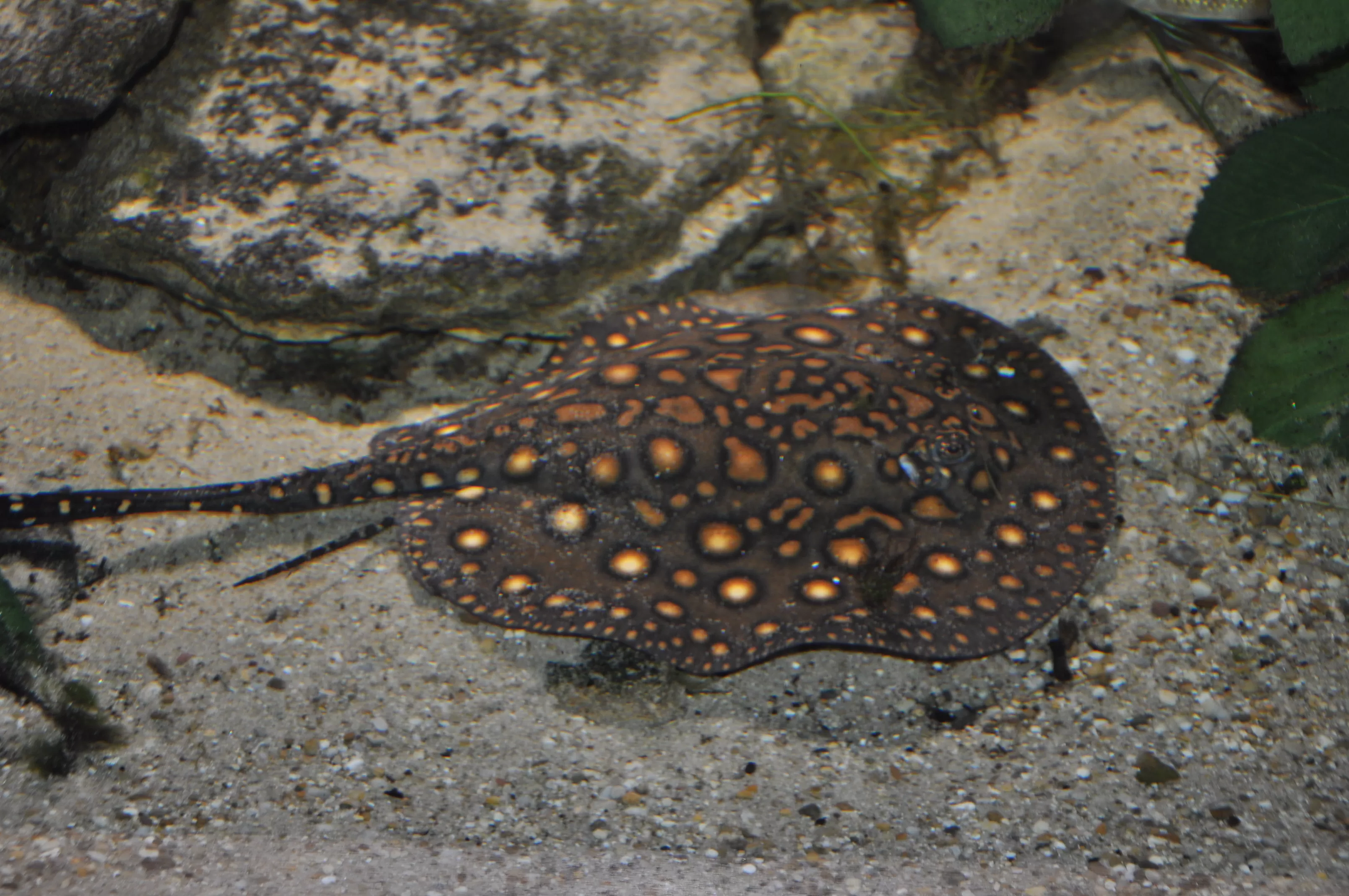 Potamotrygon motoro