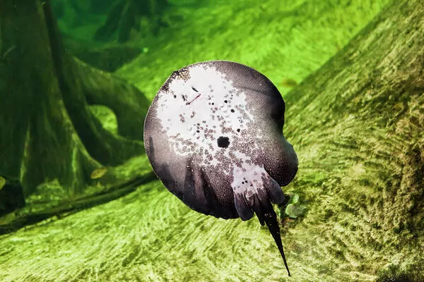 Potamotrygon motoro