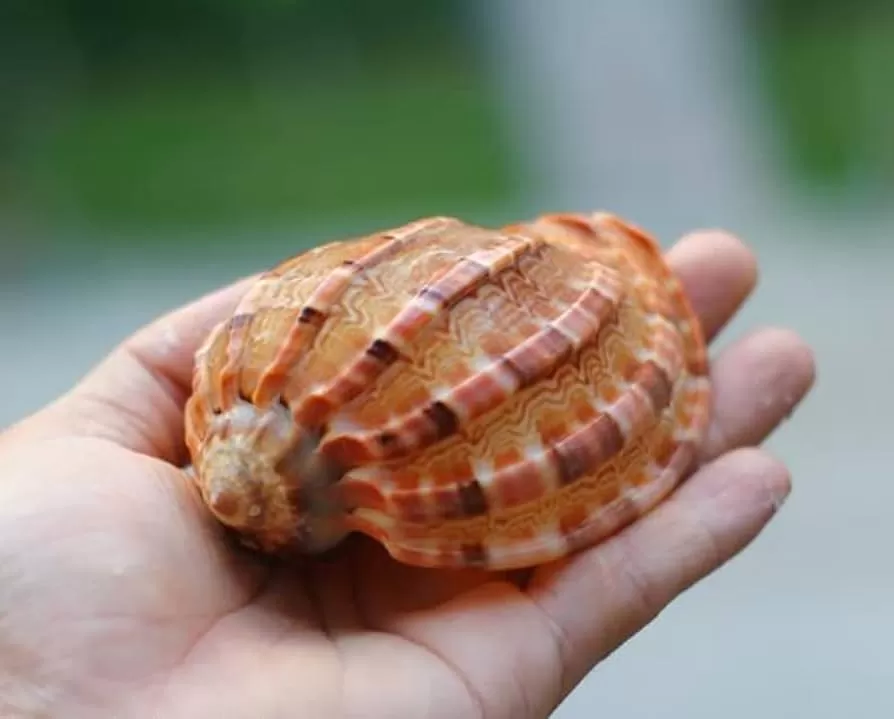 калций в аквариумната вода