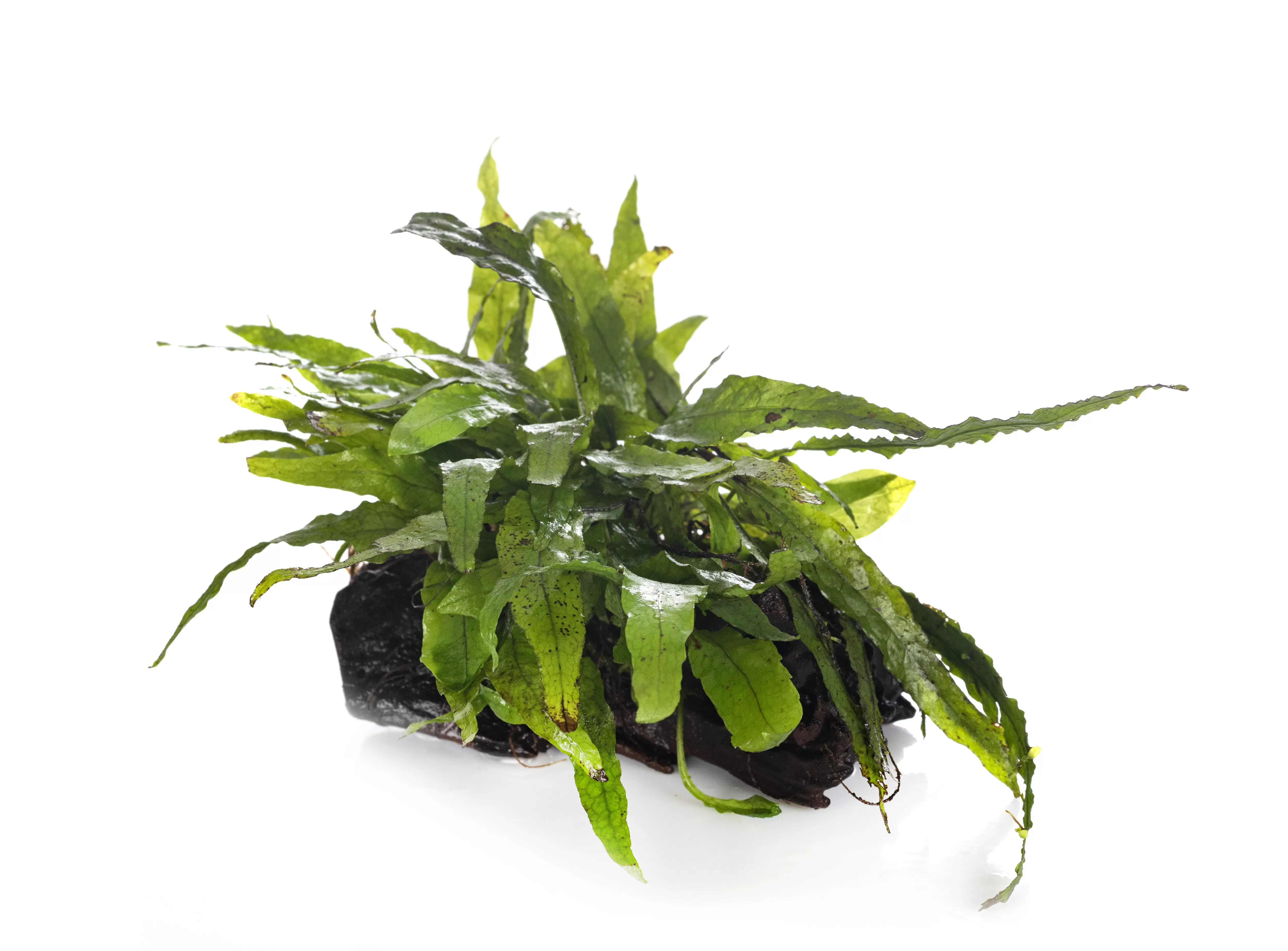 грижа за сладководни растения