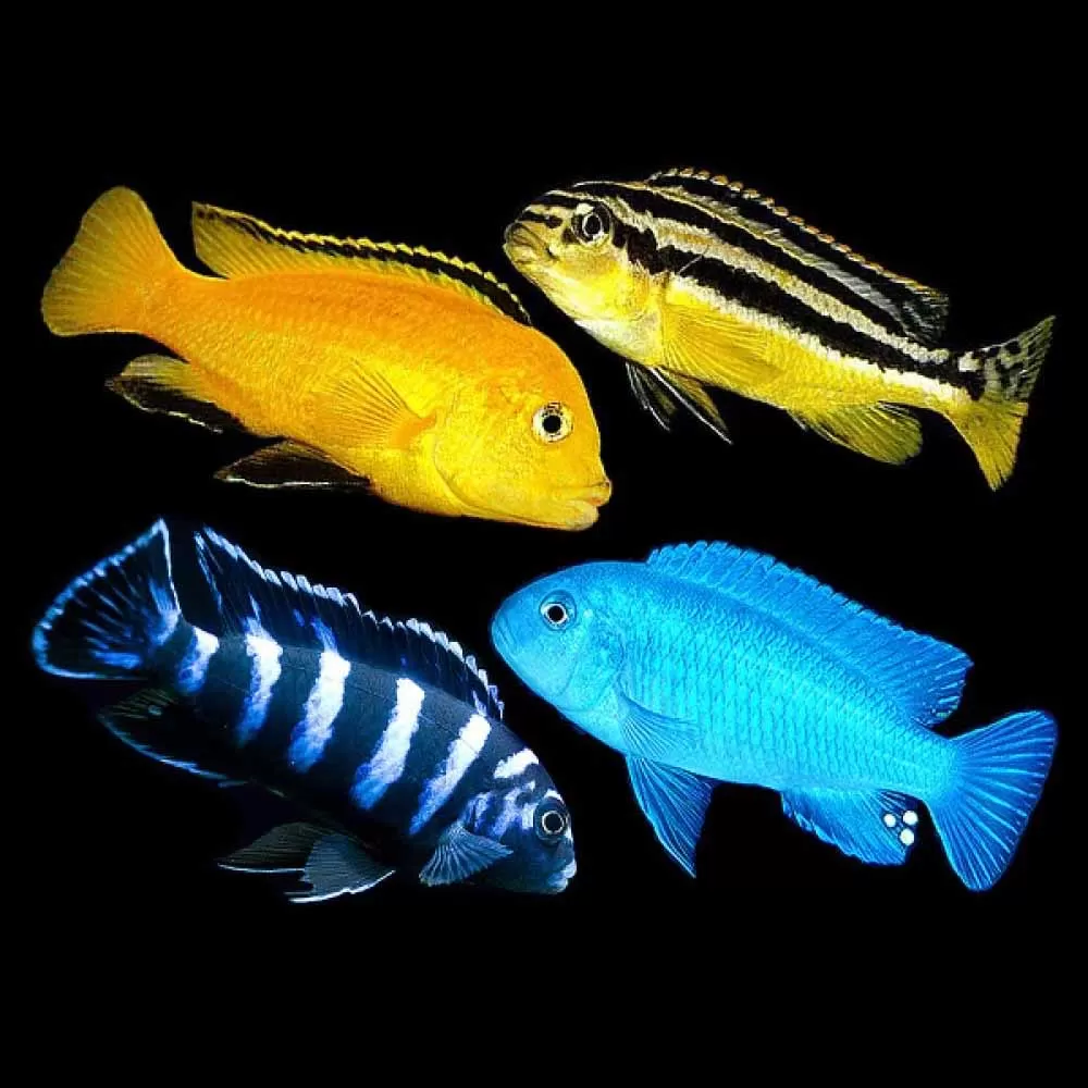 Малавийски цихлиди - размножаване