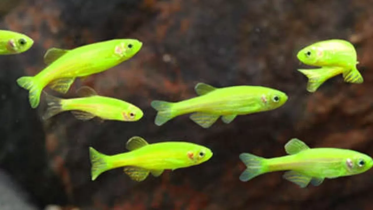 рибки подходящи за деца