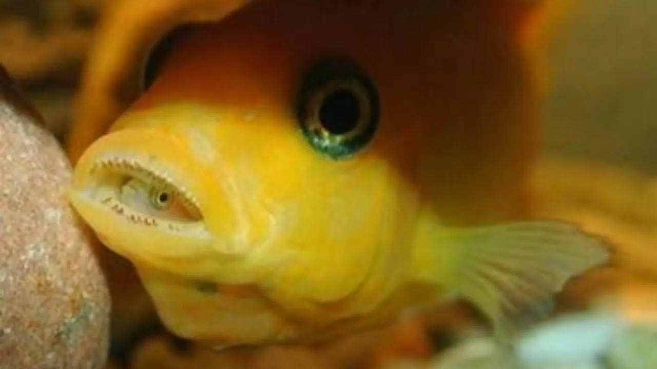 малавийски цихлиди