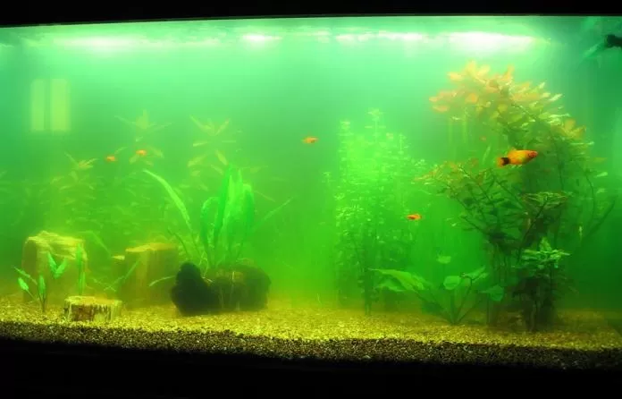мътна вода в аквариума