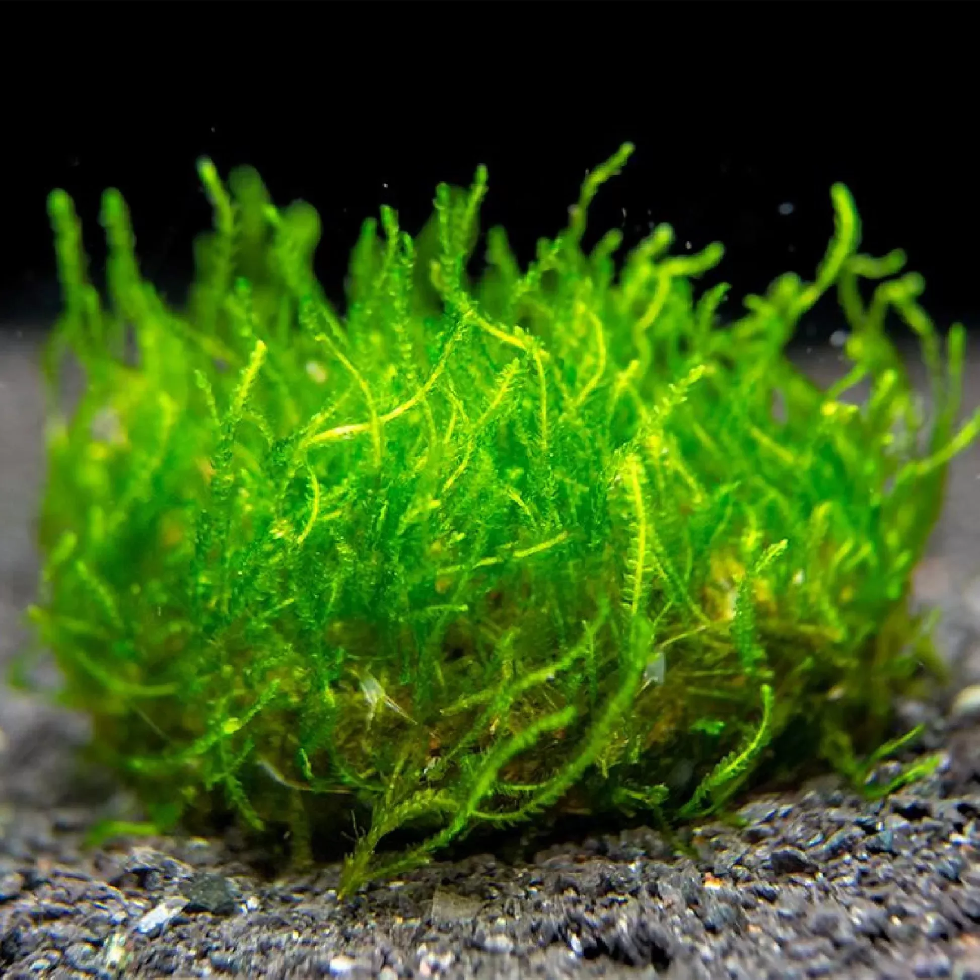 назъбен мъх spiky moss 