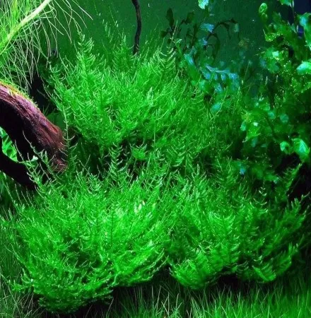 паунов мъх peacock moss