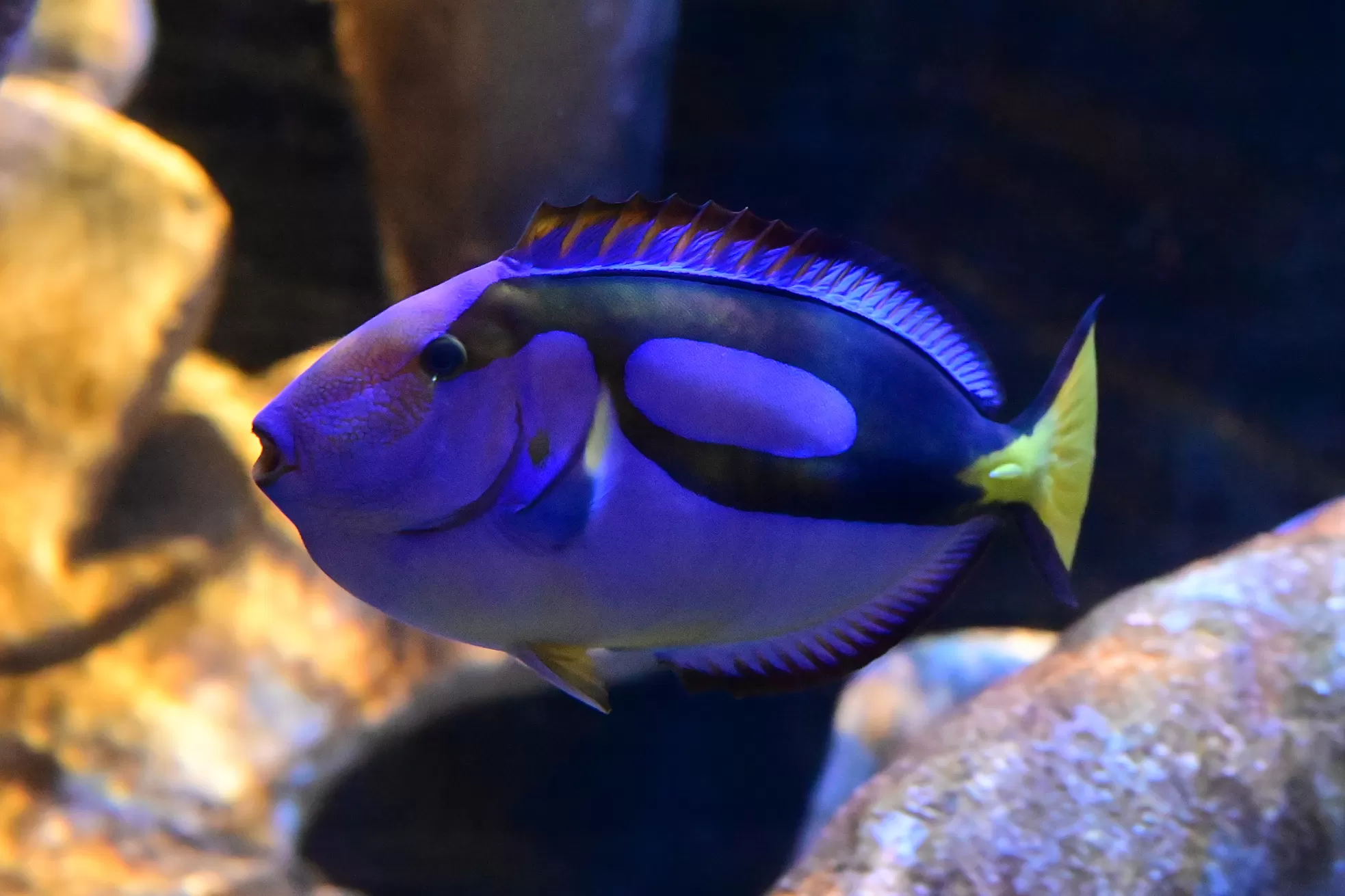 blue Tang