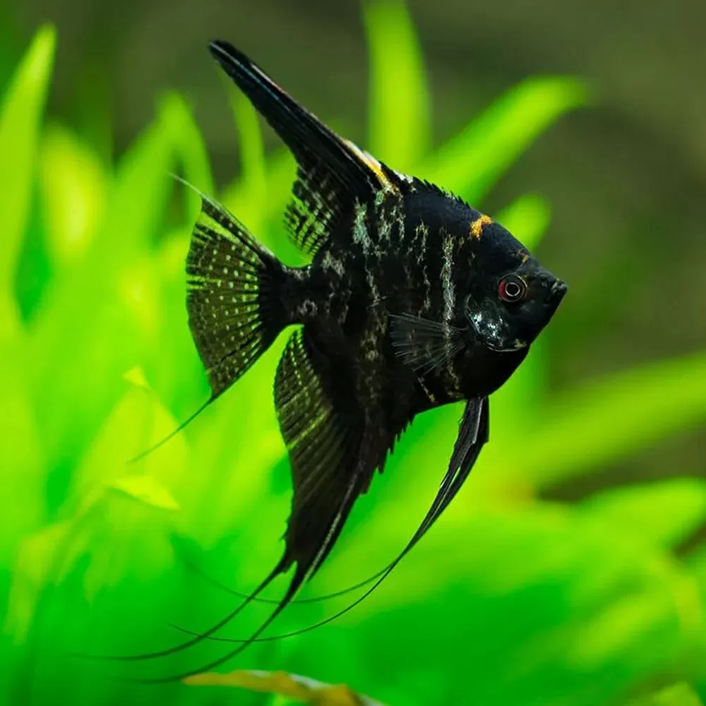 Pterophyllum