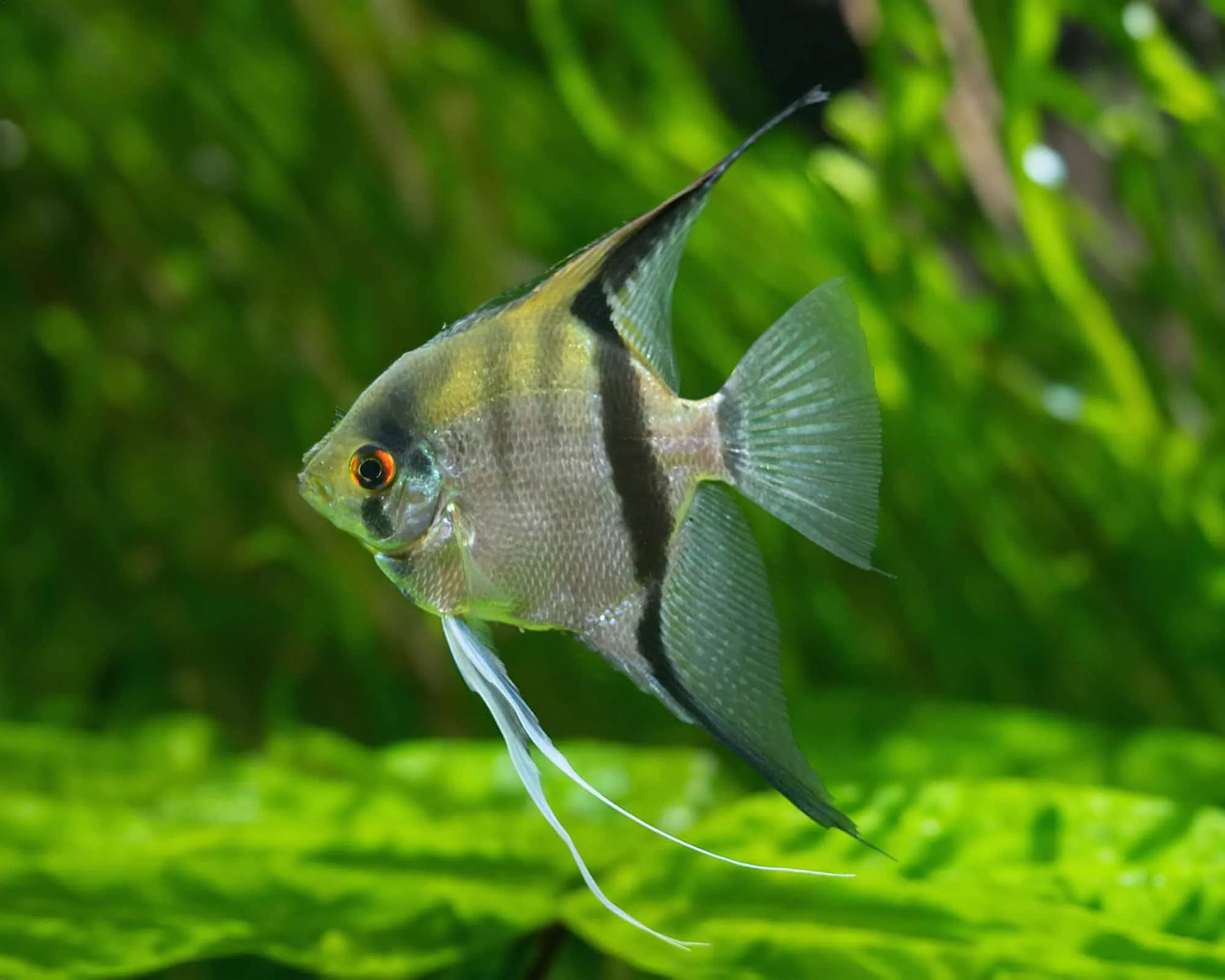 Pterophyllum скалария