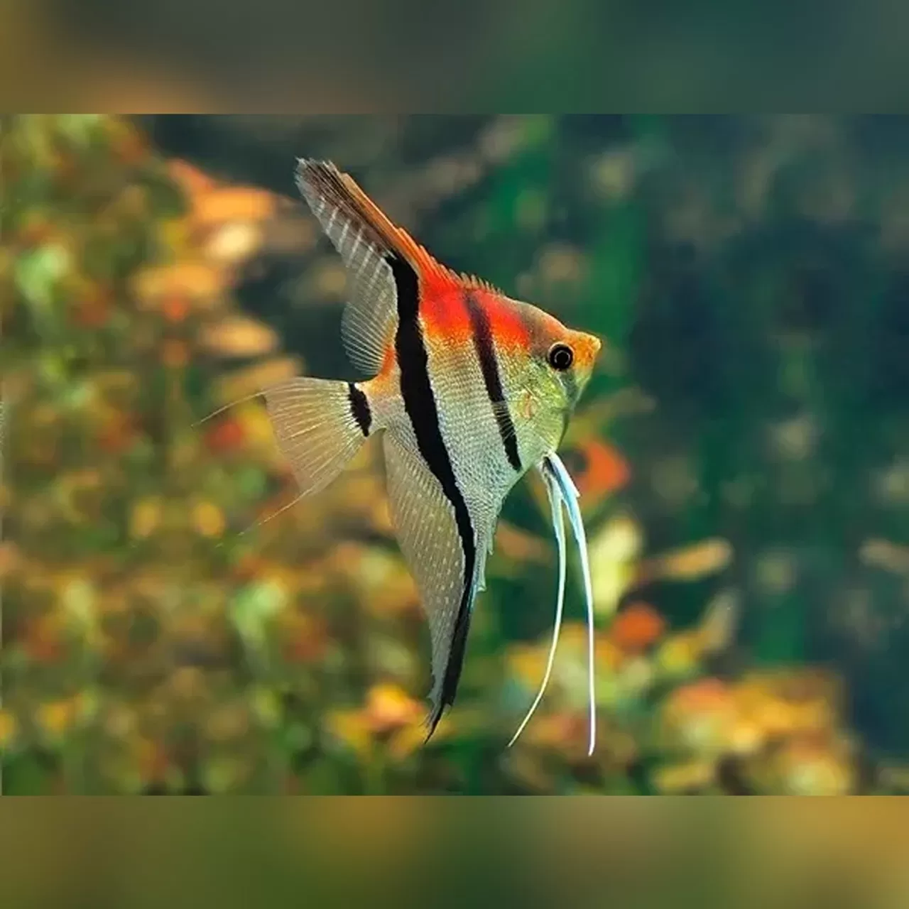 скалария Pterophyllum