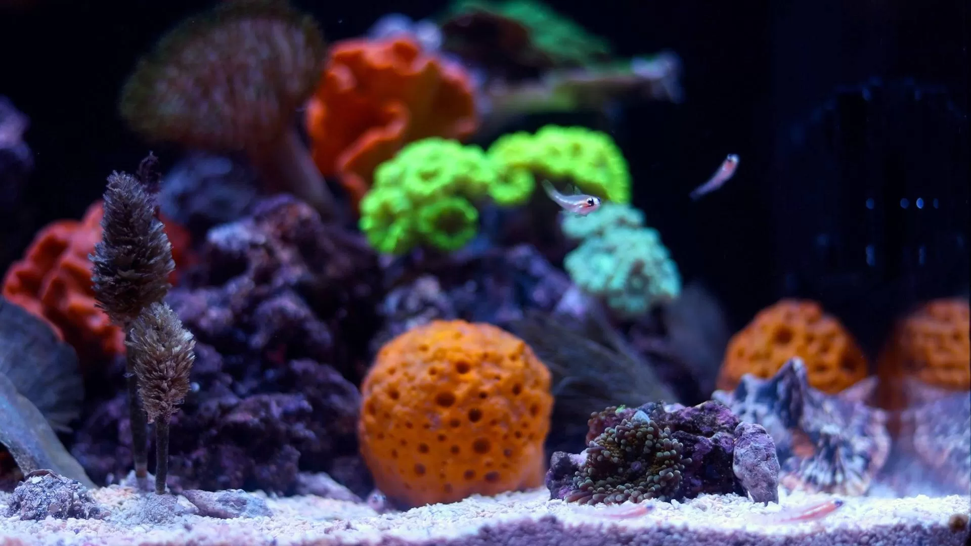 поддържане на pH в аквариум