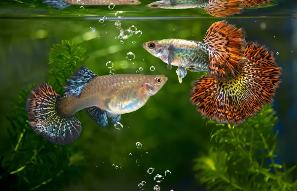 бременни живородки