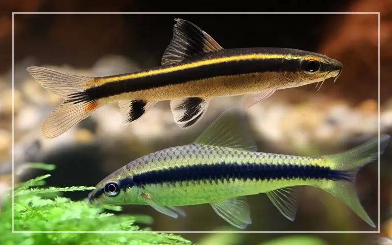 Алгоядите в аквариума (втора част) 2