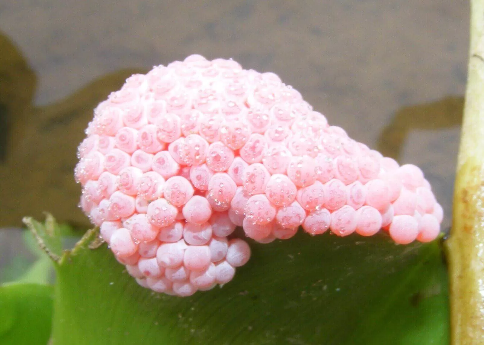 яйца от сладководни охлюви отблизо