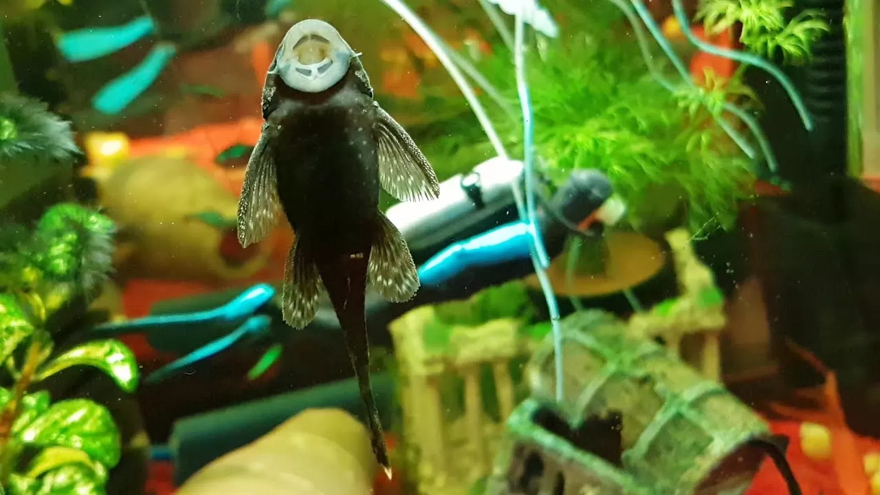 сом в аквариума за почистване