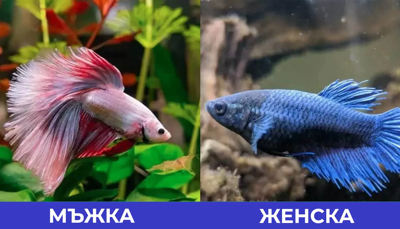 мъжка и женска бета