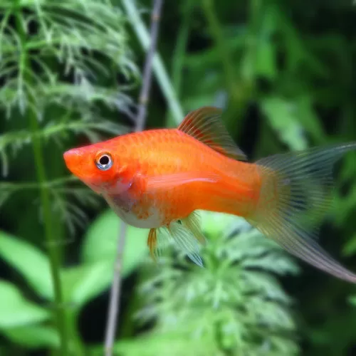 бременни рибки в акваскейпа