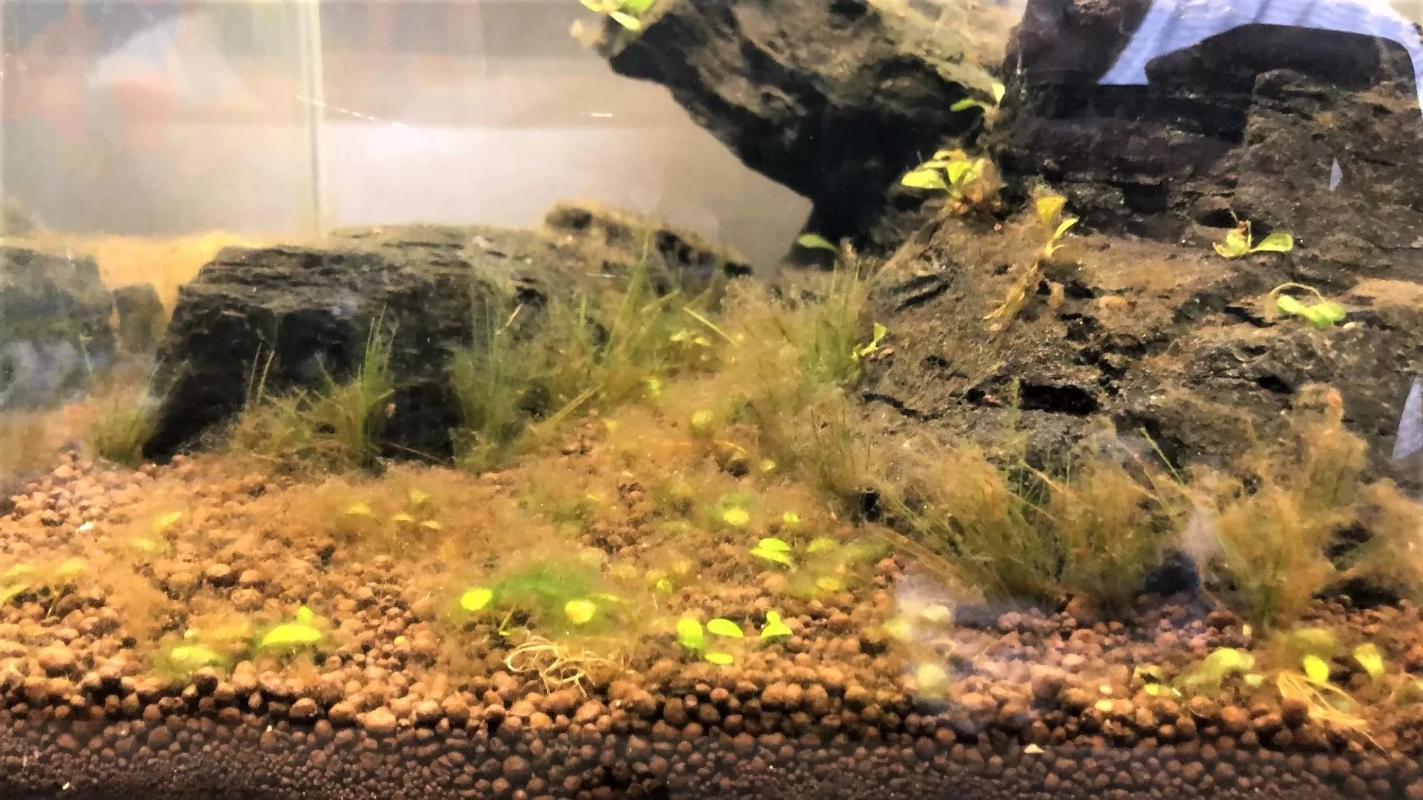 морски водорасли в аквариума