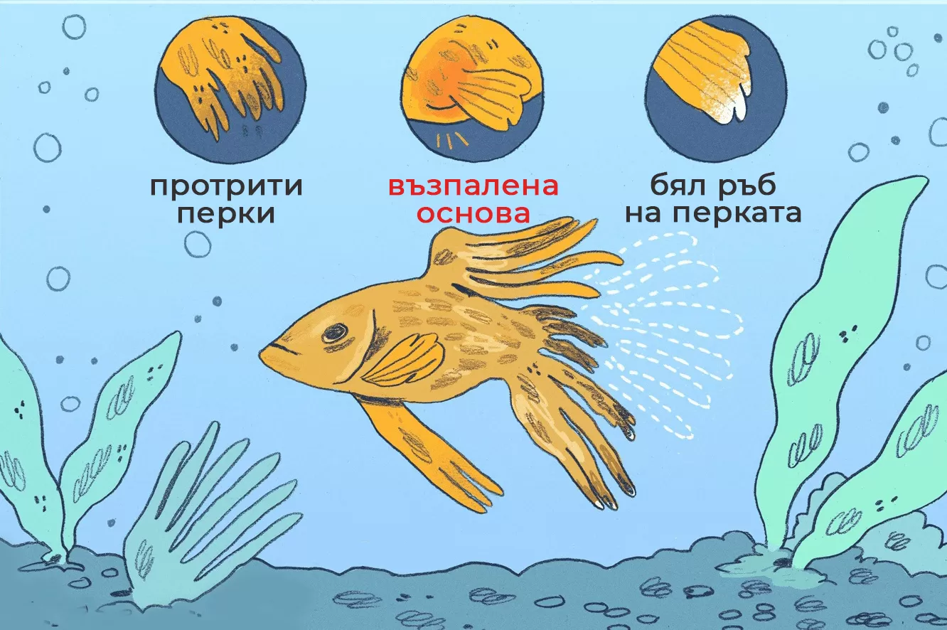 гниене на перките симптоми