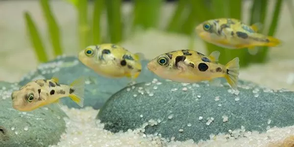 Тетраодони в група