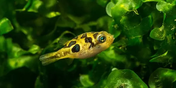 отглеждане на Тетраодон джудже