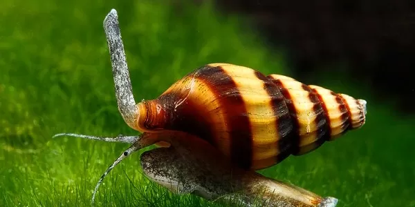 отглеждане на охлюв Хелена