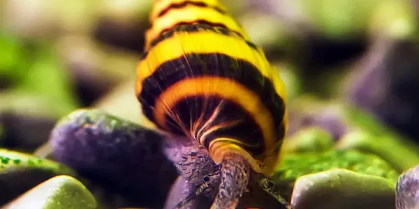 специфики на охлюв Хелена