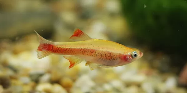 Tanichthys albonubes