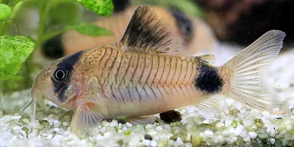 отглеждане на Коридорас