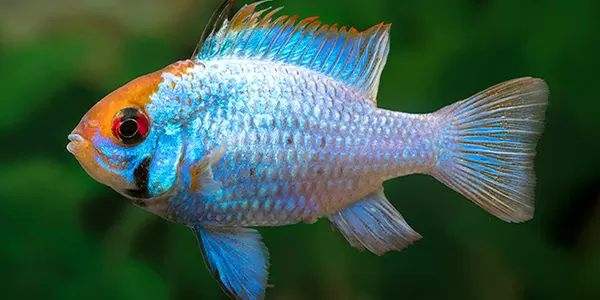 рамирези отглеждане