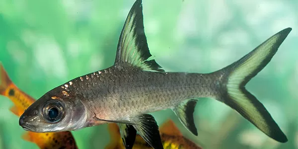 сребърна аклула разновидност