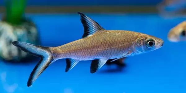 Отглеждане на Сребърна акула