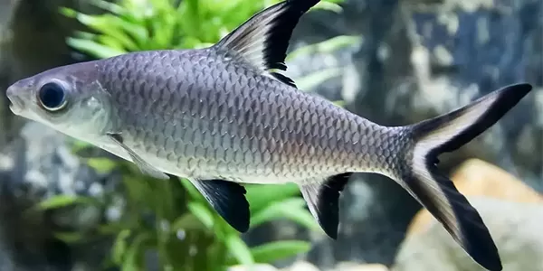 сребърна акула