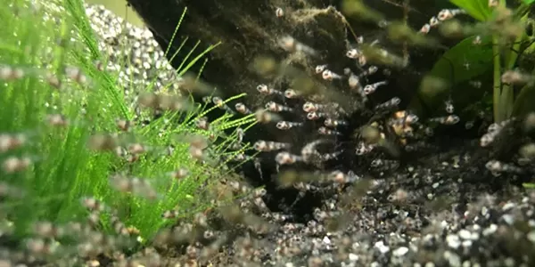 Колко често се размножават рибите Джак Демпси