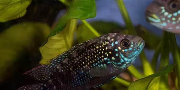 Джак Демпси