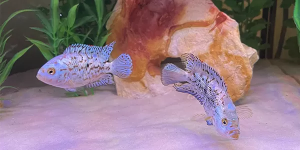 Джак Демпси размножаване